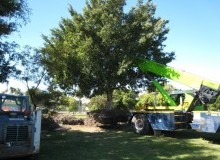 Kwikfynd Tree Management Services
newportvic