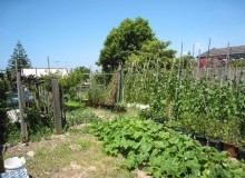 Kwikfynd Vegetable Gardens
newportvic